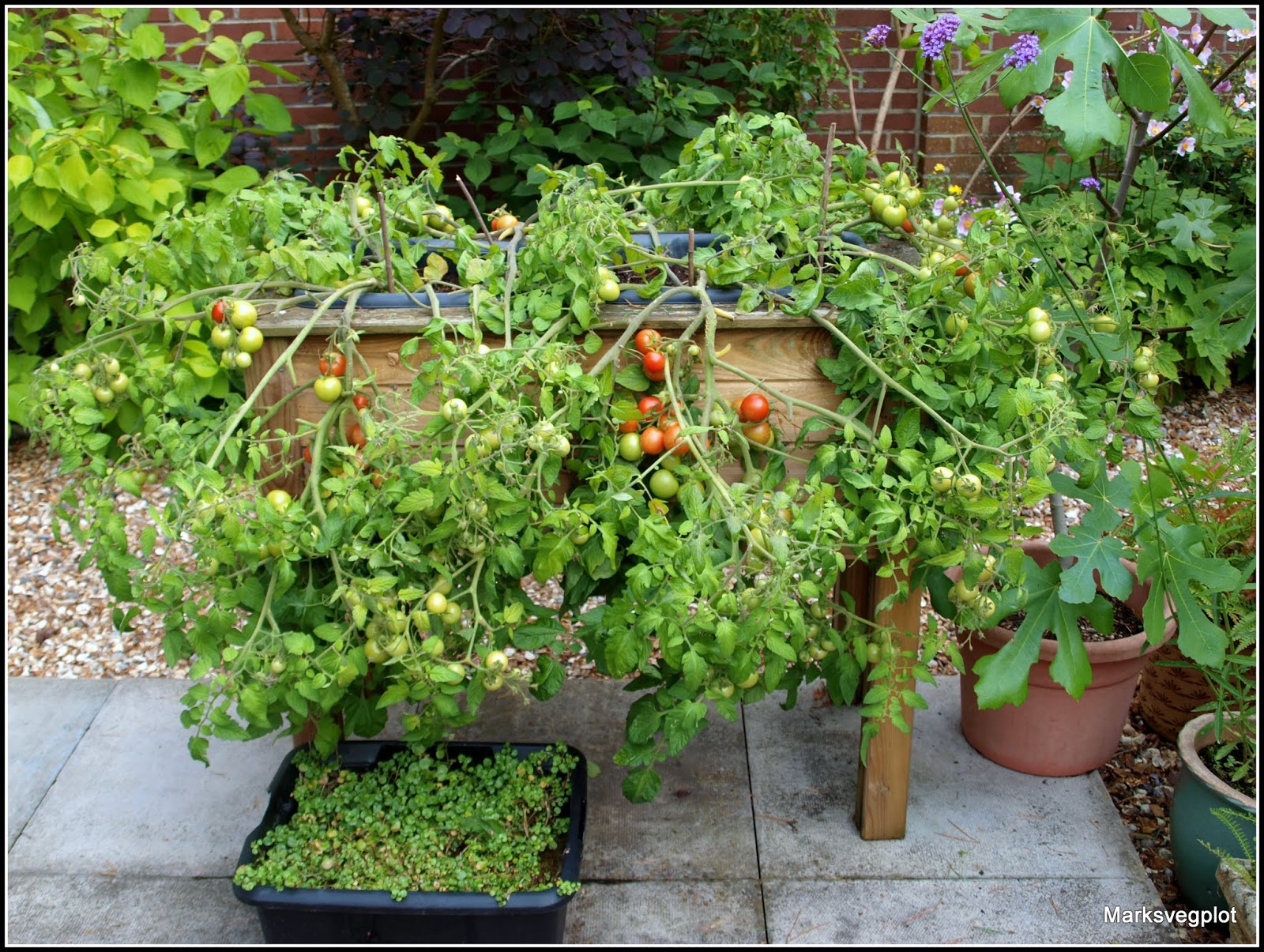 Mark's Veg Plot A technique for growing trailing tomatoes