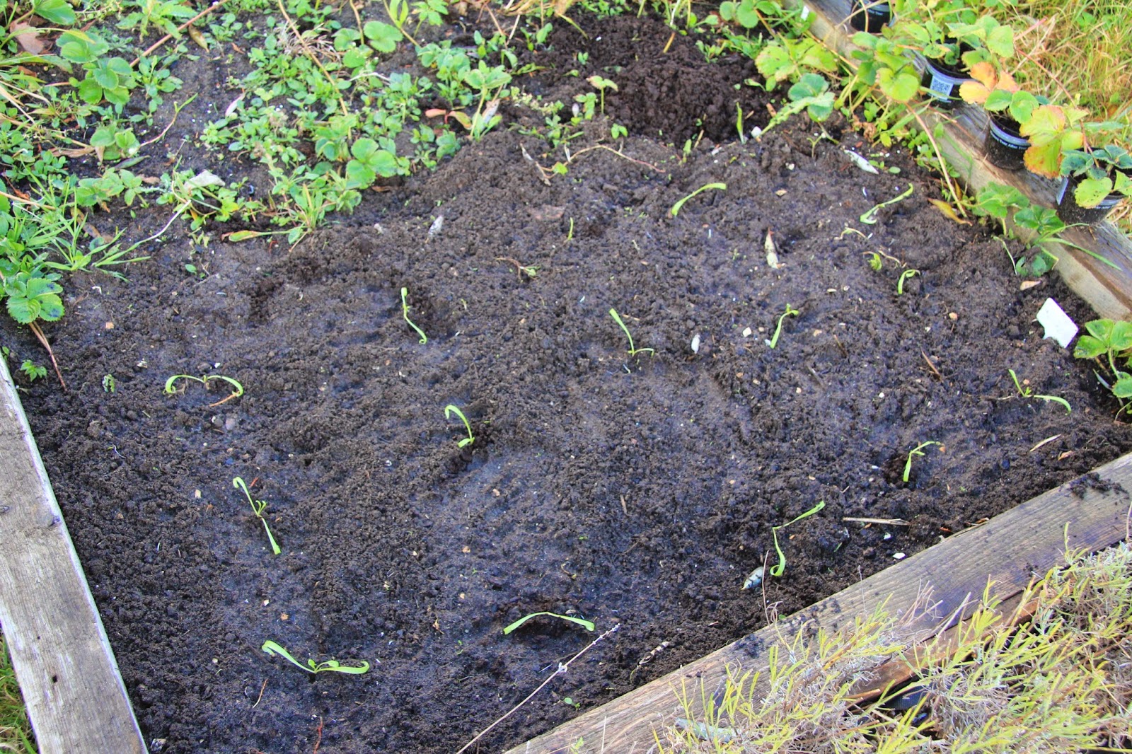 Allotment #65: Raspberry supports in finally