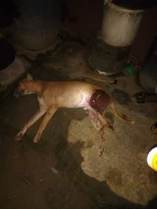 Dog prevents Badoo members from carrying out attack in Ikorodu and gets nearly killed (photos)