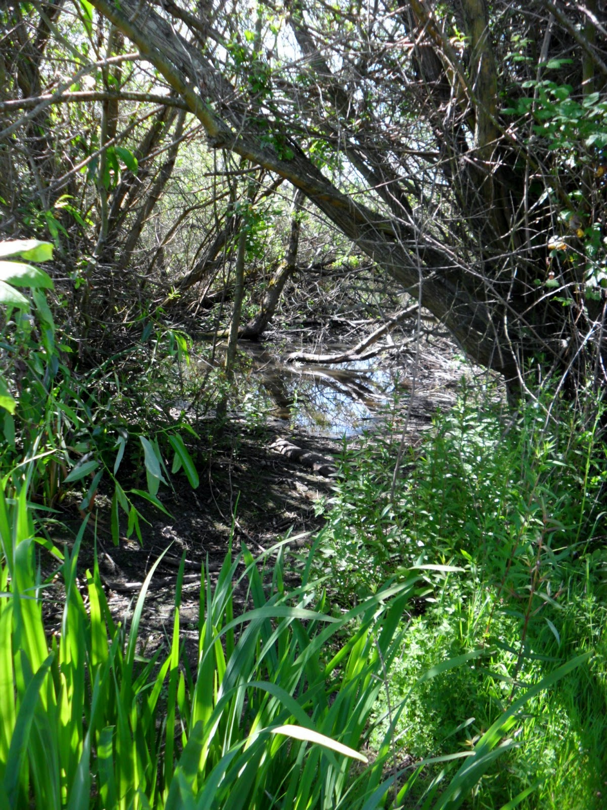 Observing The Natural World: Field Guide & Walking Tour for Union Bay ...