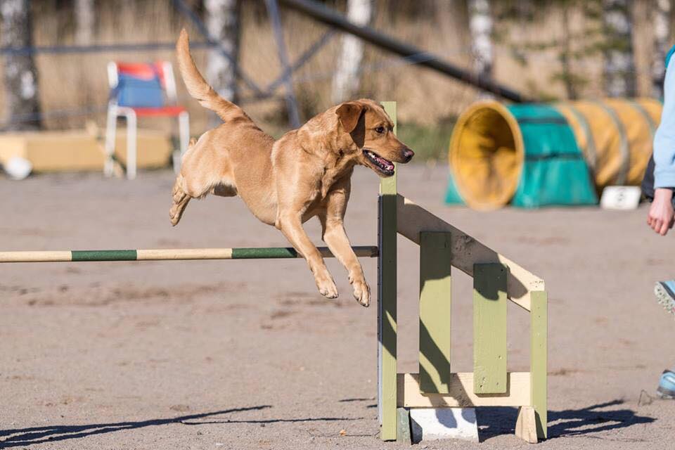 Kennel Helkyn Jalostukseen