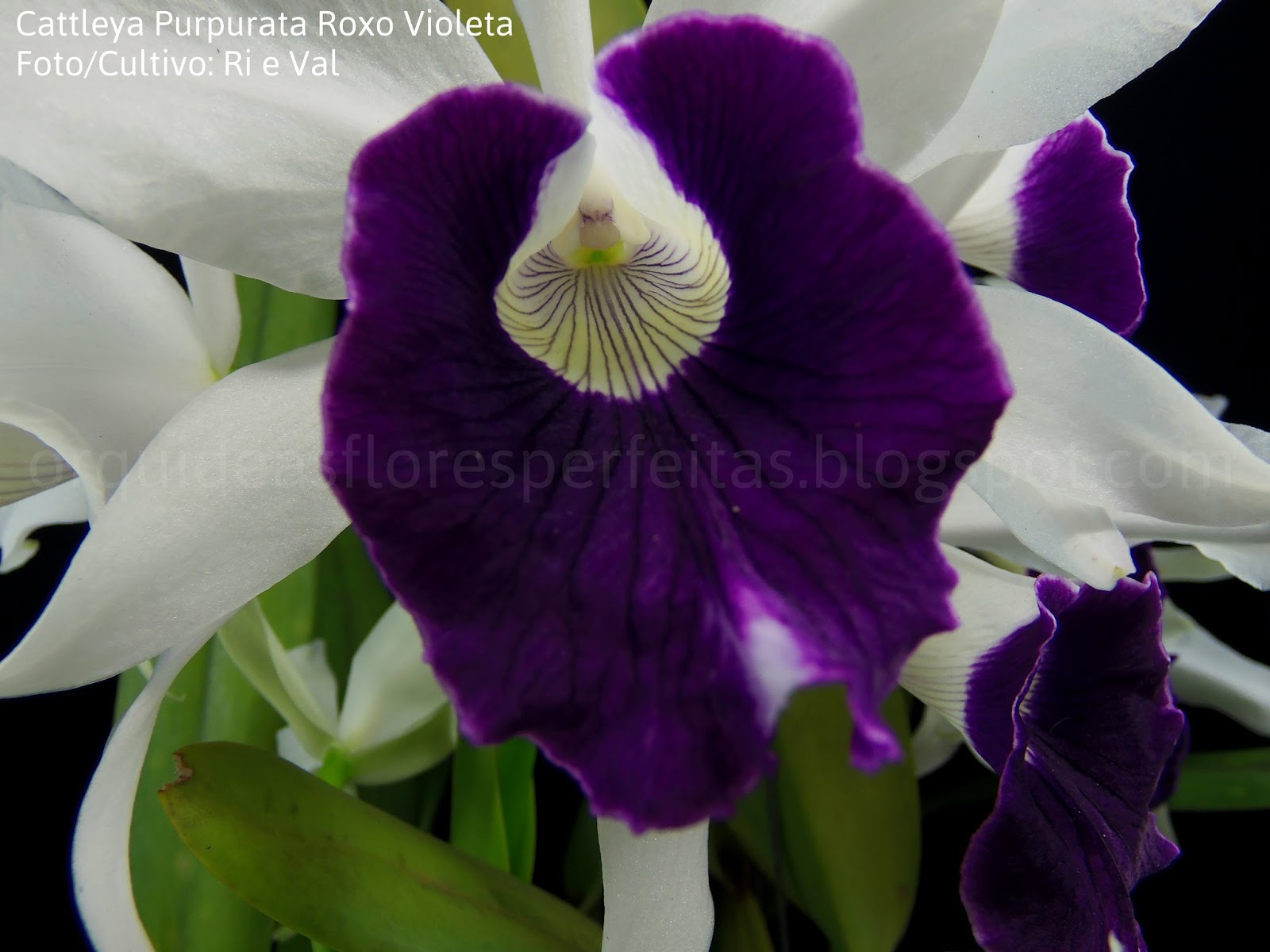 ORQUÍDEAS FLORES PERFEITAS: Cattleya Purpurata Roxo Violeta