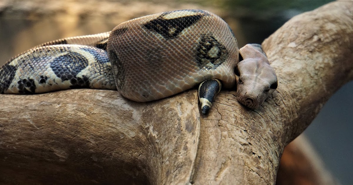 Dead Poetic The Lazy Snake