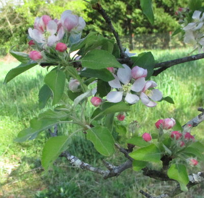 Spirea Http 1 Bp Blogspot Com Hz6f0qu6bag S8vf9u8ms5i