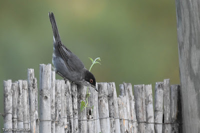 Tallarol capnegre (Sylvia melanocephala)