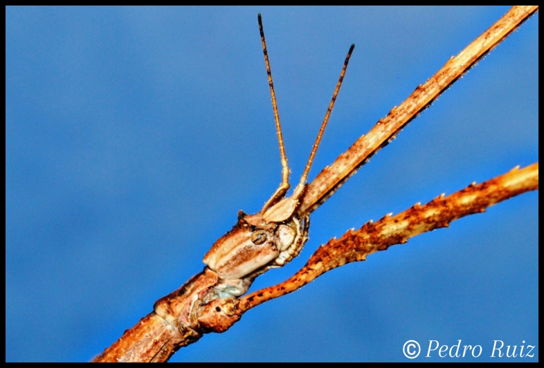 Detalle de la cabeza de una hembra de Parapachymorpha zomproi Detalle de la cabeza de una hembra de Parapachymorpha zomproi