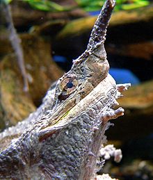 Chelus fimbriata