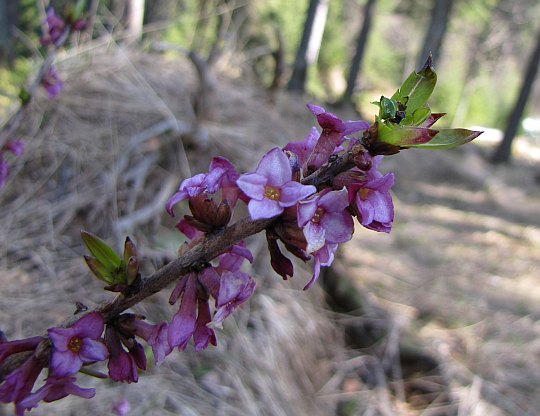 Wawrzynek wilczełyko (Daphne mezereum L.)