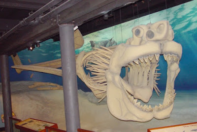 Megalodon_skeleton