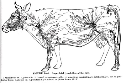 Mengenal Lebih Dekat Dengan Sistem Limfotik Pada Hewan Ruminansia