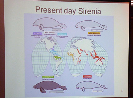 wild shores of singapore: Will there be any dugongs 100 years from now?