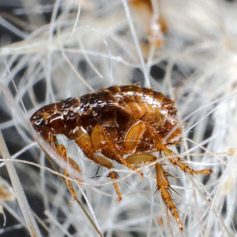 Cat Chit Chat Parasites that can infest fulltime indoor cats