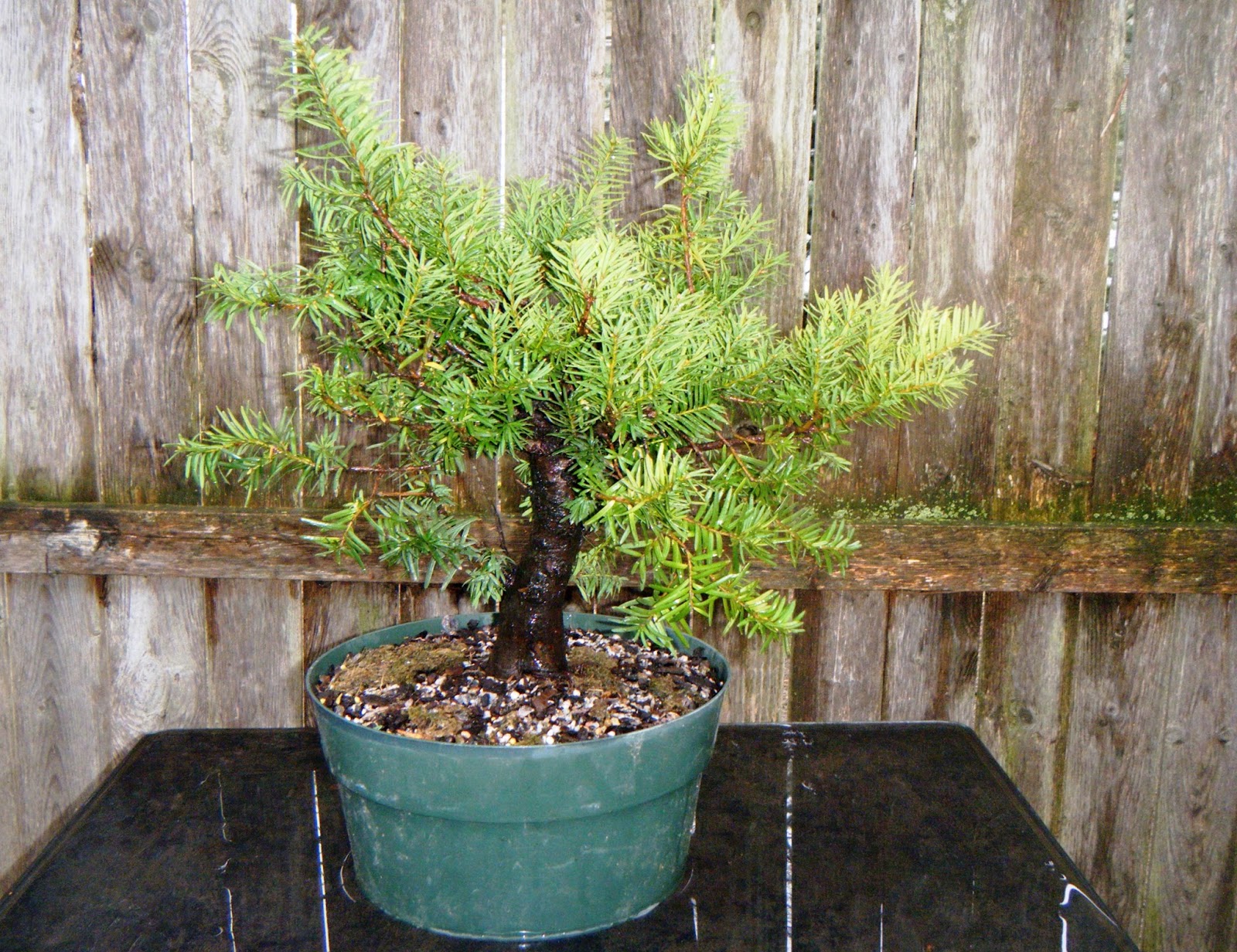 Garden Muses Not Another Toronto Gardening Blog I Love Yew Yew