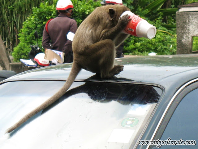 Lopburi Monkeys