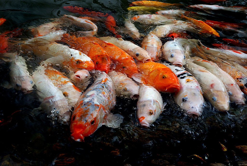 Pembudidayaan Ikan dan Tanaman dalam Satu Ekosistem