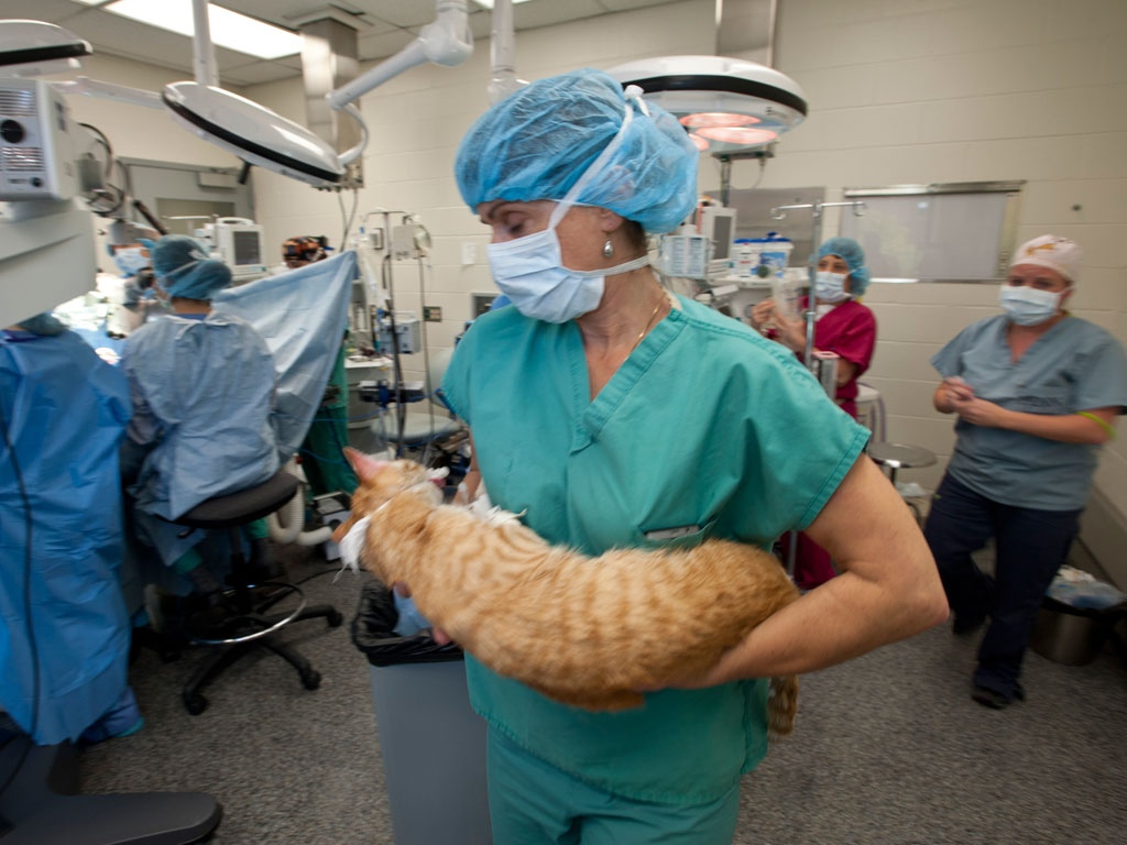 Here Are the Facts About Kidney Transplants for Cats Pets Lover Blog