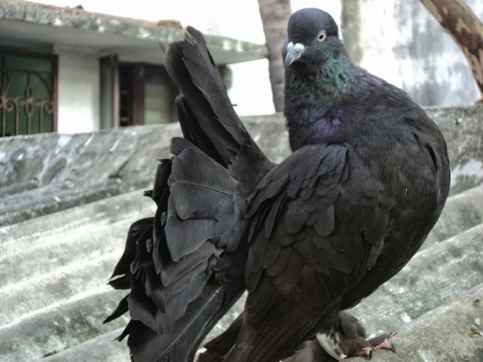 Varieties Of Pigeon Latest HD Wallpapers Unique Wallpapers