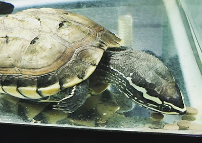 Makanan Malayan Snail Eater Turtle