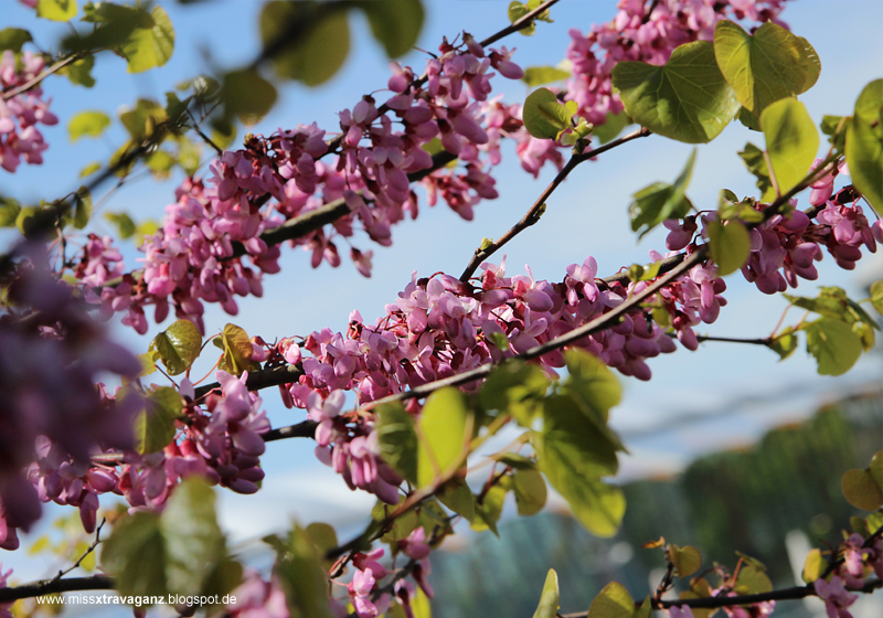 Die 24 Besten Bilder Zu Brauchtum Oberstdorf Wilder Mann Perchten
