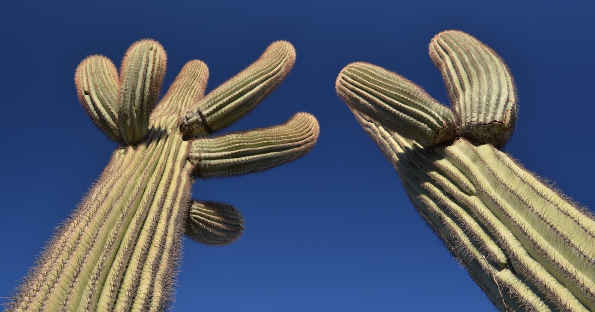Saguaro Cactus Roots Diagram