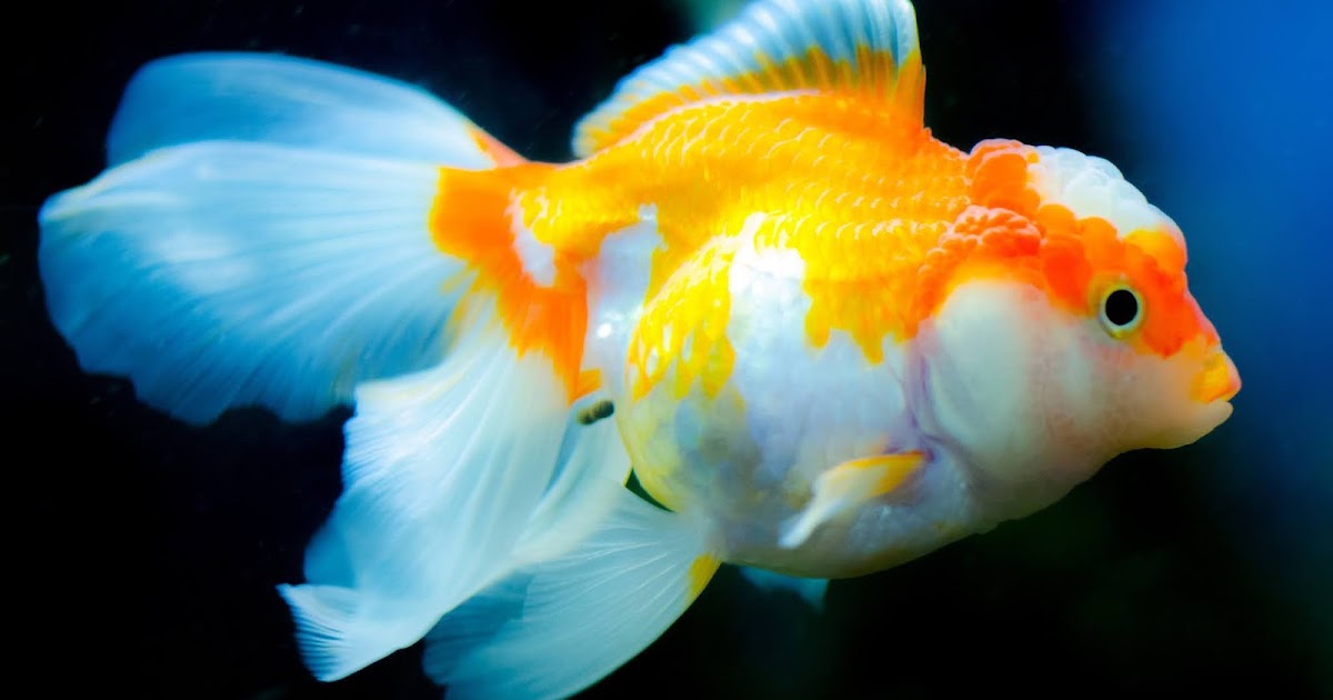 Jenis-Jenis Ikan Mas Koki Atau Goldfish Beserta Gambarnya - Blog Ikan