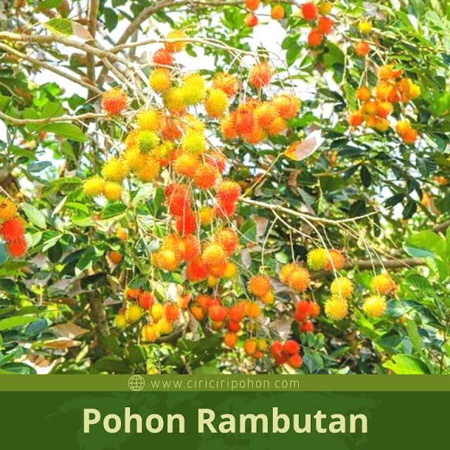 Ciri Ciri Pohon Rambutan