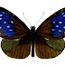 Euploea mulciber