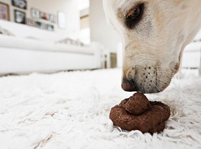 Why Does My Dog Eat Poop?: What You Need to Know, and 3 Steps You Can Take