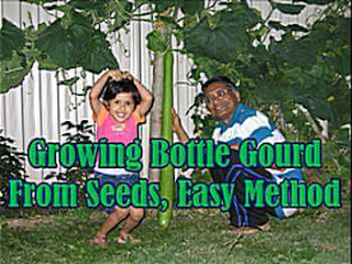 Questions And Answers On Gourd Plants