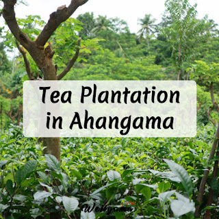 Tea Plantation Visit | Things to Do & See in Weligama