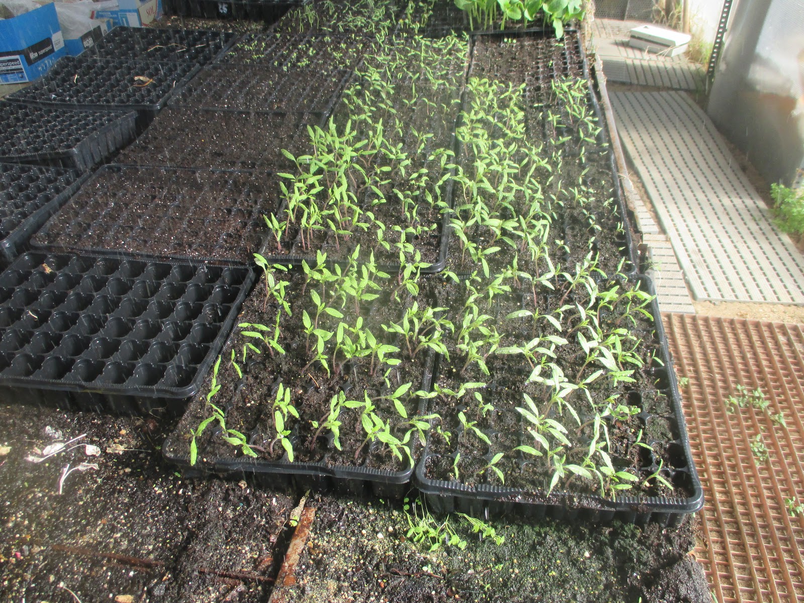 abril 2017 En torno al huerto.