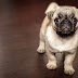 140+ Cute puppy wallpaper for computer