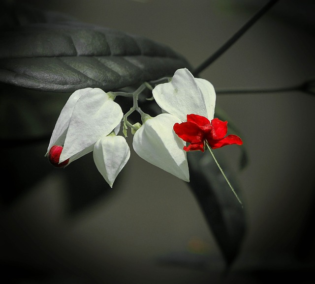 Lágrima-de-Cristo-Clerodendrum-thomsoniae