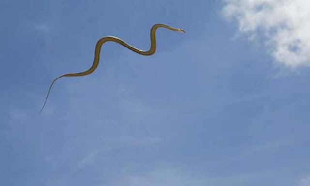 Flying snakes Animals Besides Birds That Can Also Fly