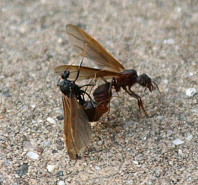 fazendinha-formigas-rainhas-Machos-fundação-Colônia
