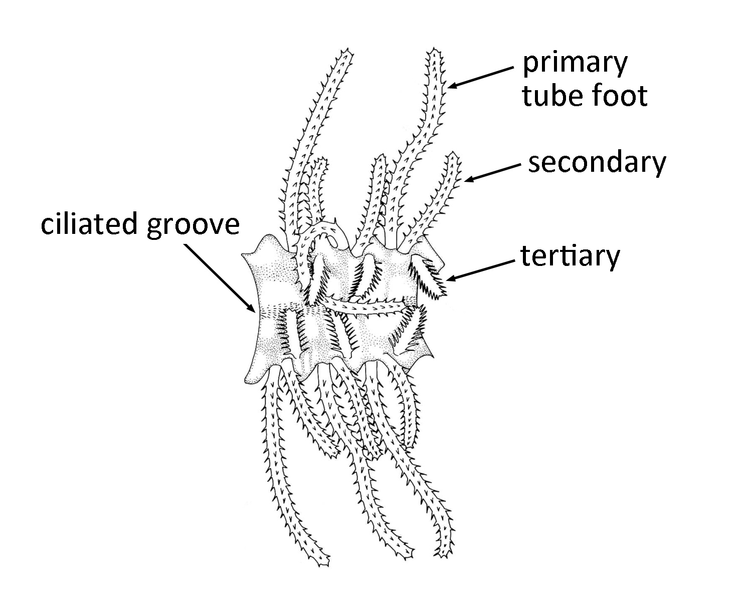 The Natural History of Bodega Head Feeding with their feet