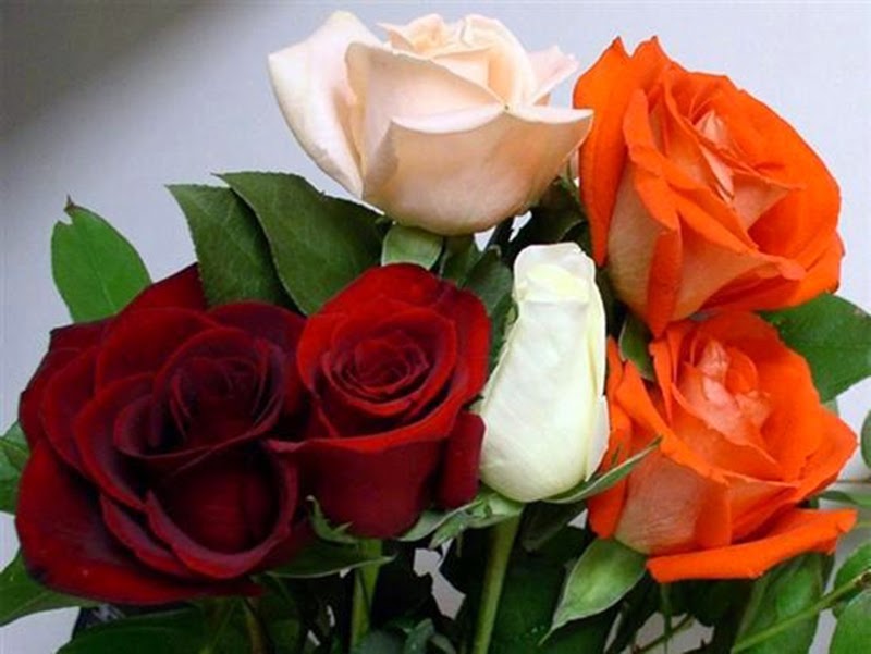 Beautiful Rose Flowers Pics - Beautiful Rose Flower In Garden Rose