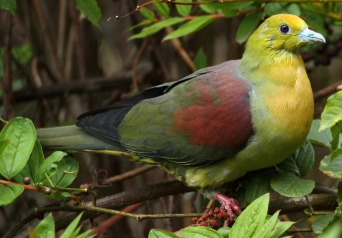 36++ Burung biru paruh orange terupdate