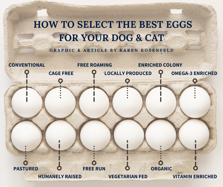 How Wholesome is That Egg for your Dog, Cat? How to Select the Best Eggs!