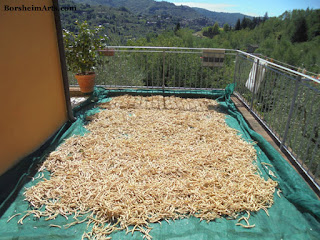 Italian white beans dry in the sun; the beans of Sorana; fagioli di Sorana