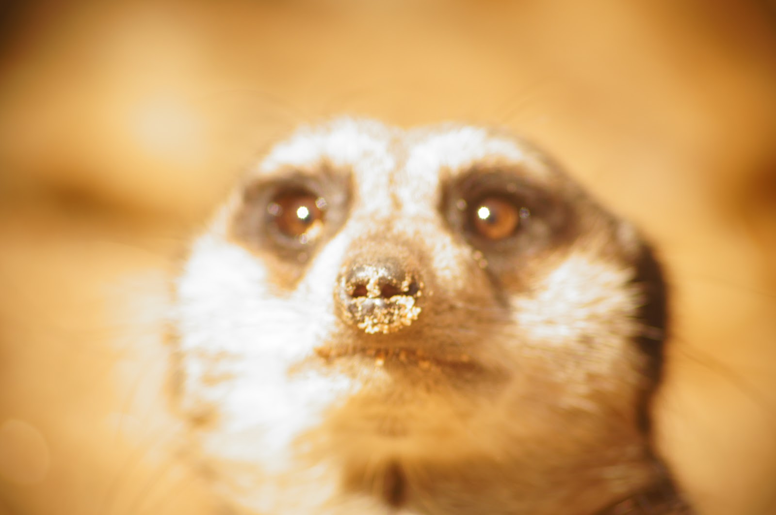 blurred picture of a meerkat