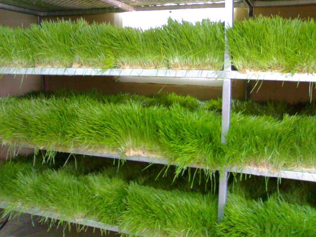 أستنبات الشعير