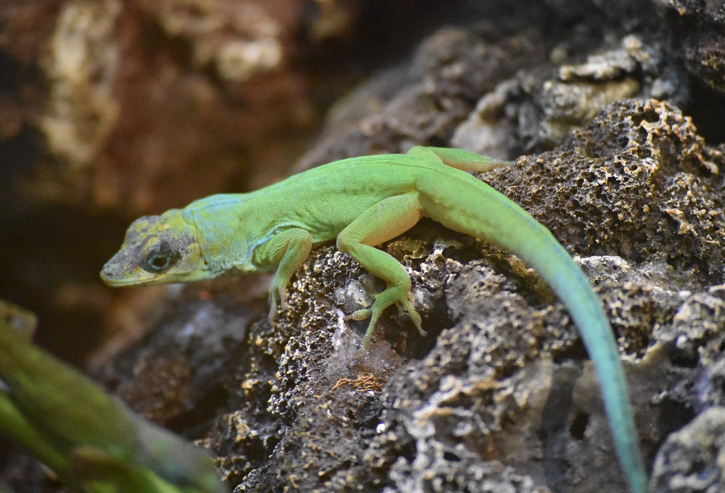 ZOOTOGRAFIANDO (MI COLECCIÓN DE FOTOS DE ANIMALES) ANOLIS DE TRINIDAD