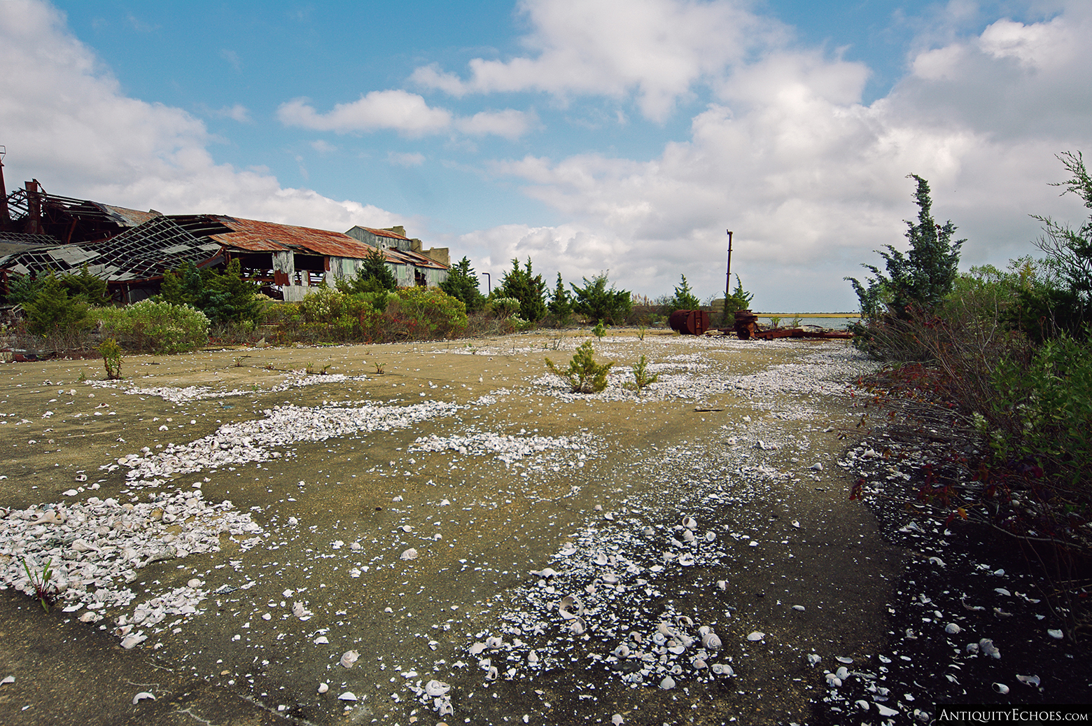 Tuckerton Fish Factory - Cracked Shells on Cement