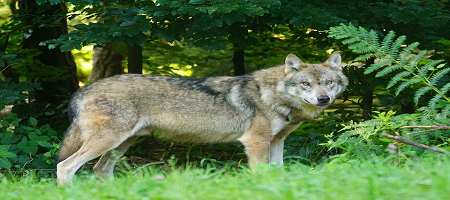 Lobo