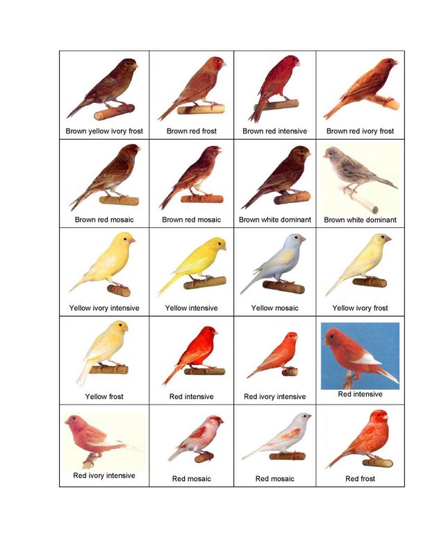 Jenis Jenis Burung Kenari - Perumperindo.co.id