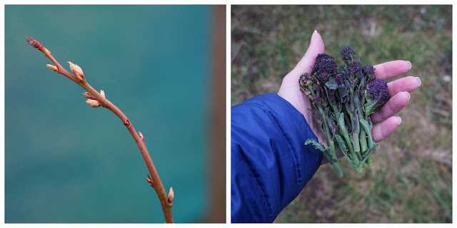 new buds on the blueberries & harvests of psb- a stubborn optimist blog - C Gault
