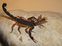 scorpion eating scorpions cricket crickets centipede prey insect centipedes animals species pairs putting caught he yellow his