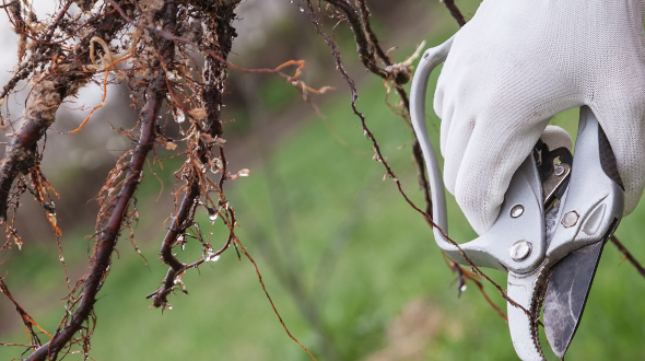 Tree root pruning to encourage feeder root growth