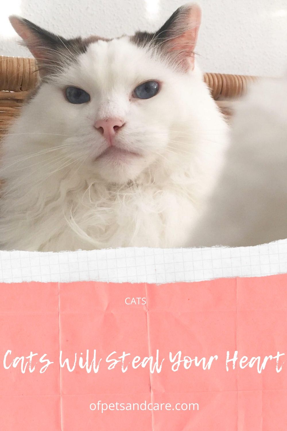 Cats Will Steal Your Heart